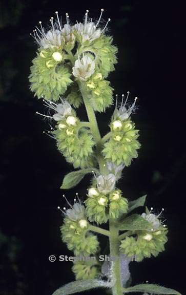 phacelia imbricata ssp imbricata 1 graphic